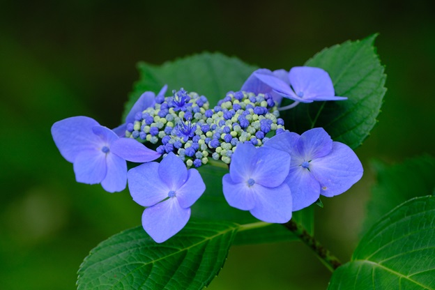 強羅公園の紫陽花